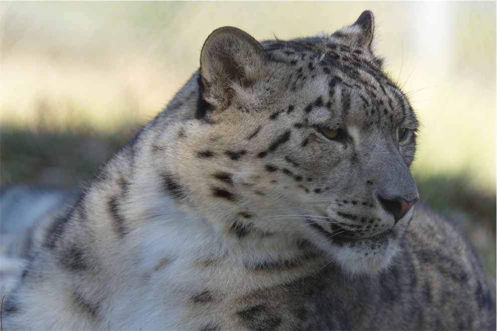 Snow Leopard 2 0315